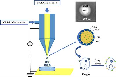 Fabrication and Characterization of Chitosan/Poly(Lactic-Co-glycolic Acid) Core-Shell Nanoparticles by Coaxial Electrospray Technology for Dual Delivery of Natamycin and Clotrimazole